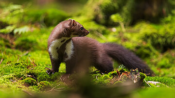 Sonderausstellung | KlosterWald – WaldWorte Erzählungen von Kurt Bachor